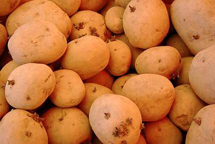 Seed Potatoes
