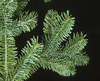 Balsam Fir
