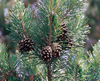 Scots Pine