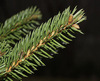 Norway Spruce